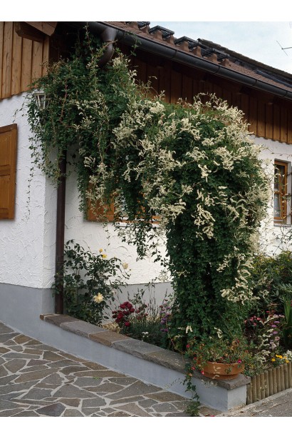 Квітуча Фаллопія Ауберта прикрашає сад ароматними суцвіттями.